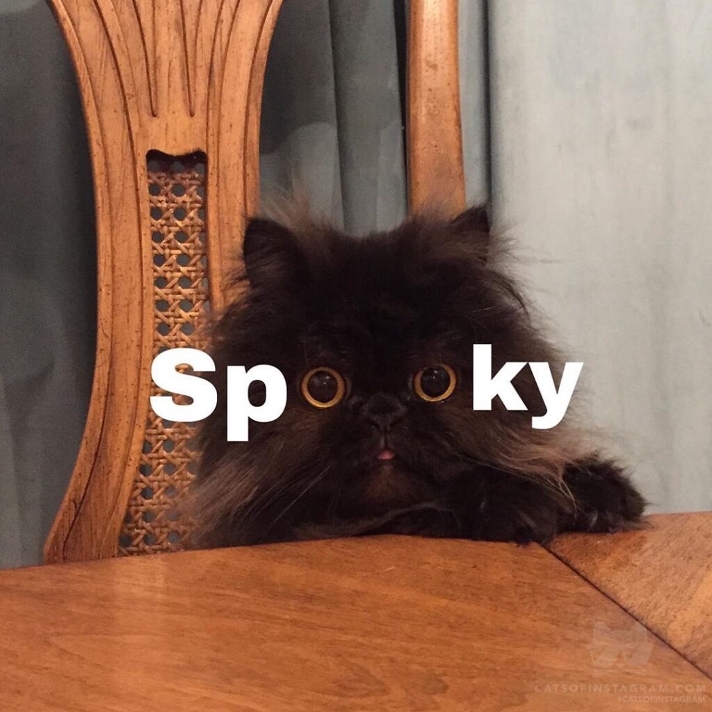 Cute Cat Moment