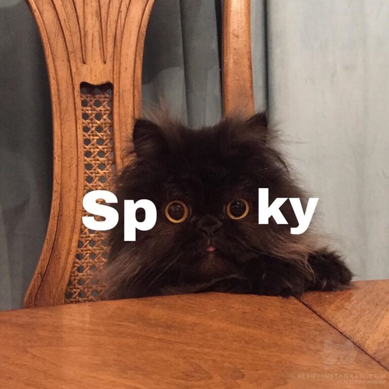 Cute Cat Moment