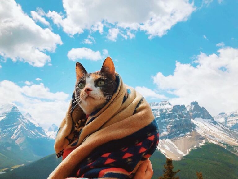 Cats gone wild