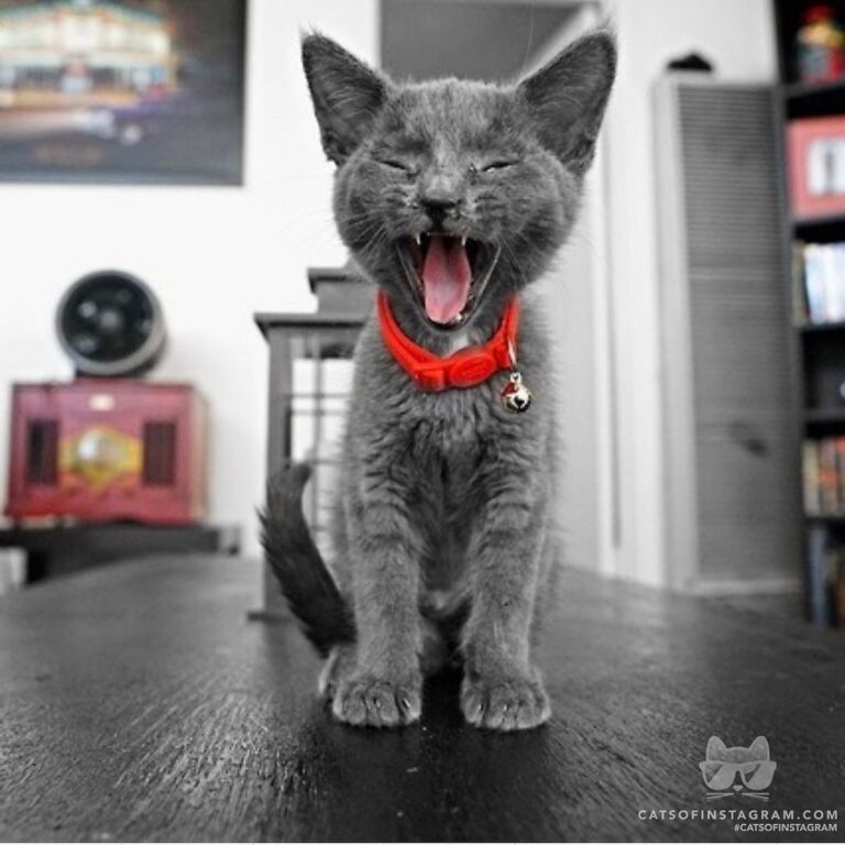 Sleepy kitty