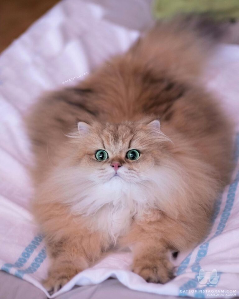 “Treats in sight, Leopold preparing for warp speed in 3 2 1 ” #