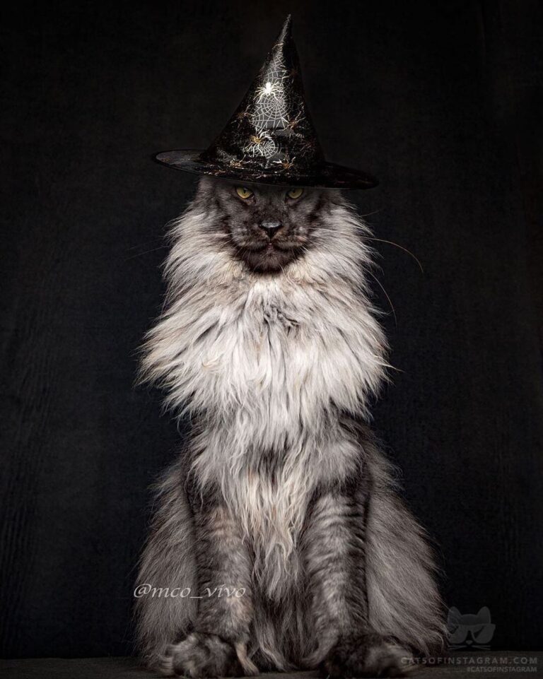 Wizard ViVo.
