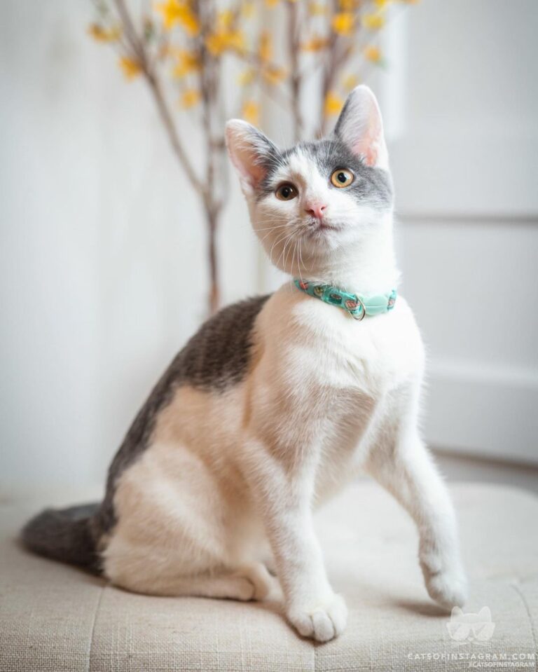 “This is Mila. She was adopted on October 3rd at just 11 week
