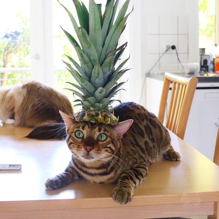 The pineapple king