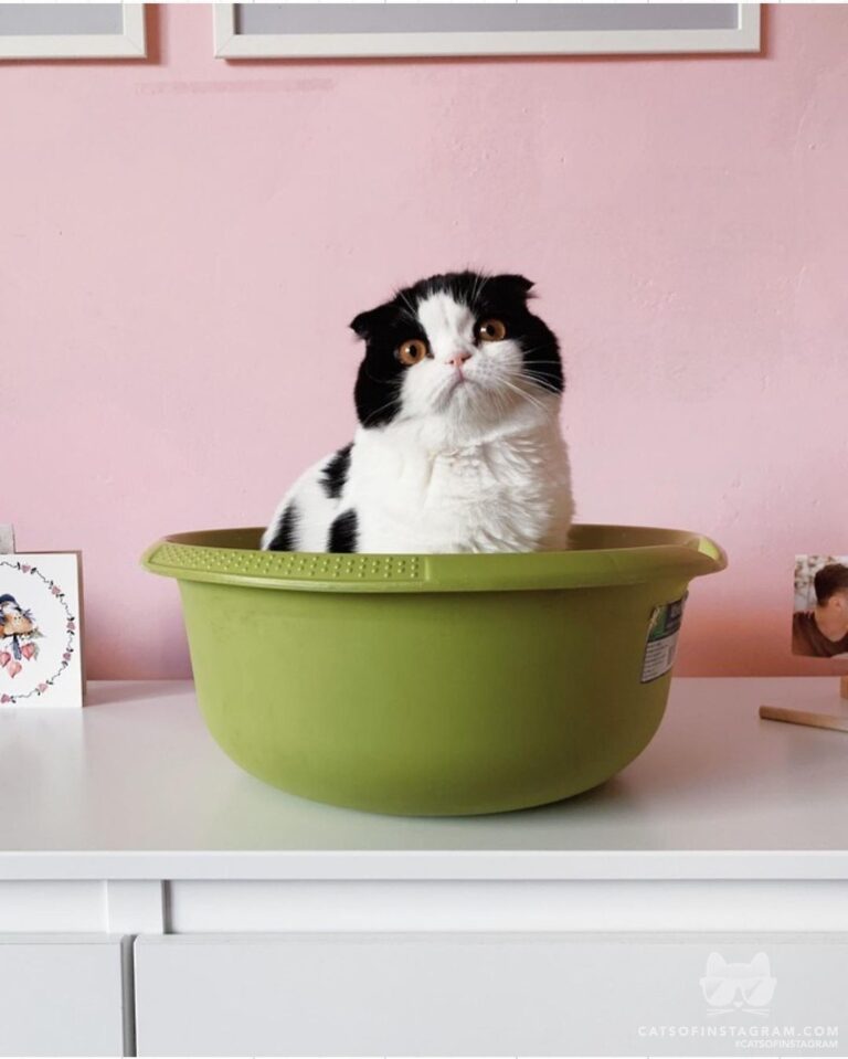 “Ok, does anyone think that this bowl looks like little k
