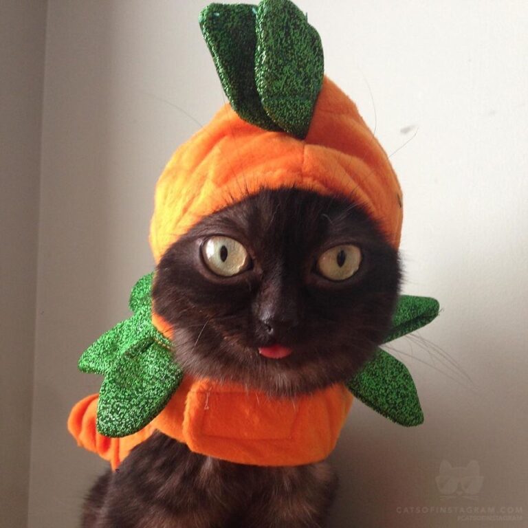 Swipe to see some of my favourite Halloween looks