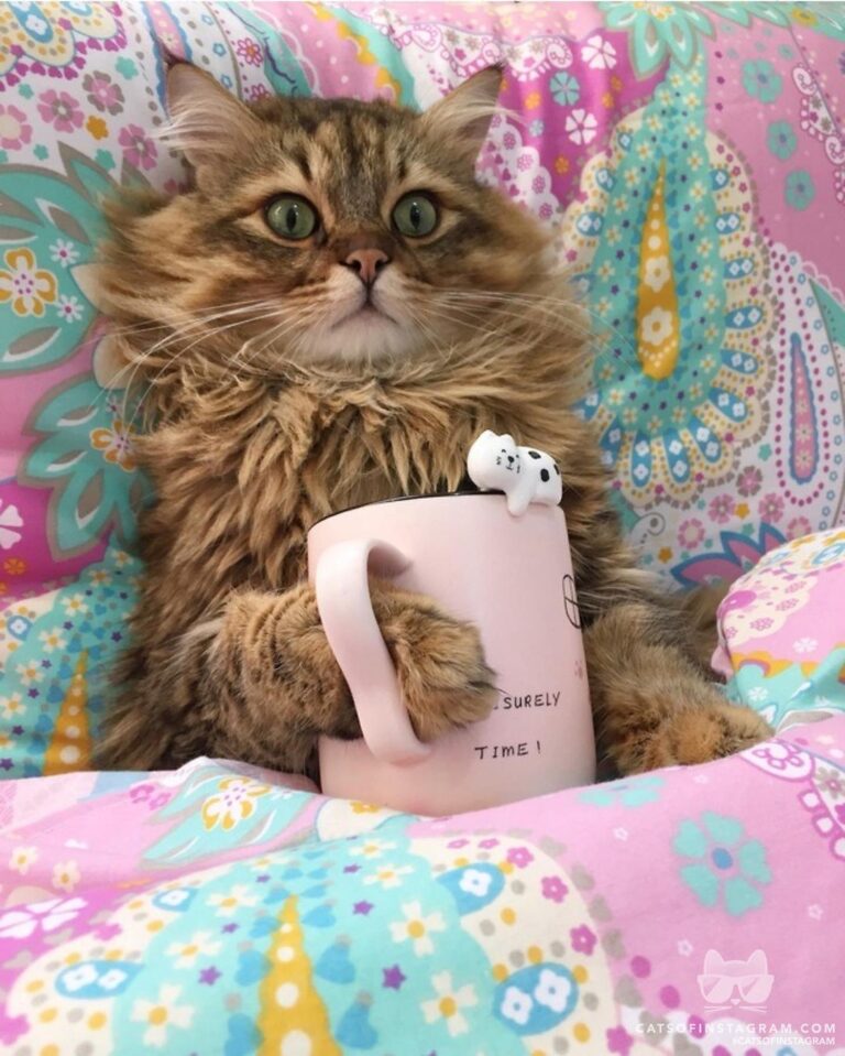 Which one is your favorite? Coffee OR Tea