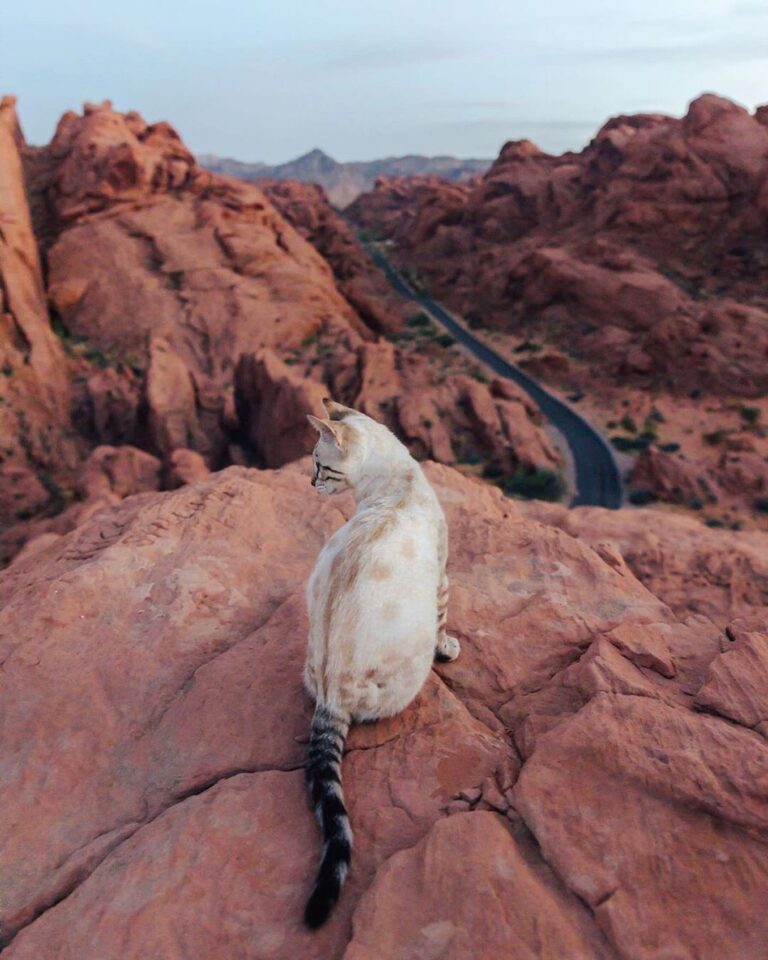 “Found one of the higher points to watch the sunset *leash pho