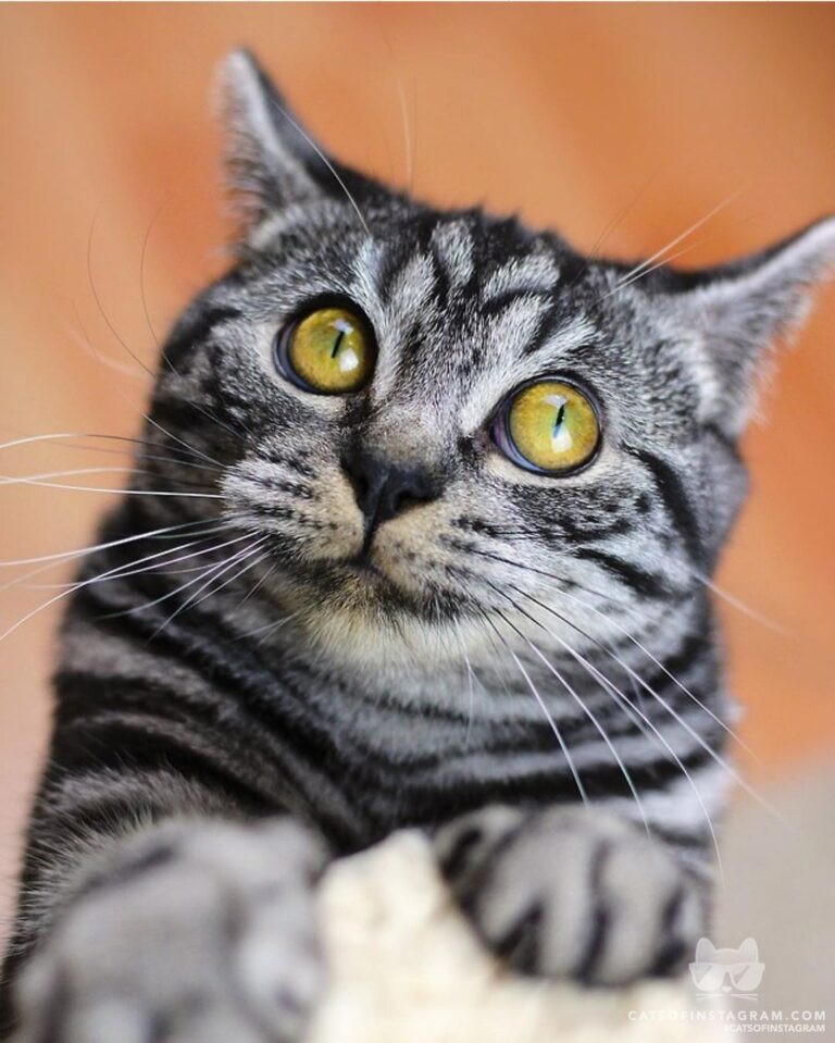 Have someone seen my treats?