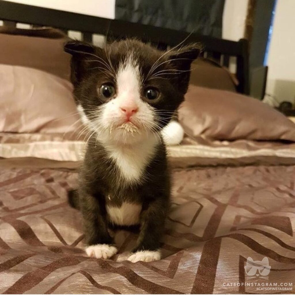 Milk drunk.