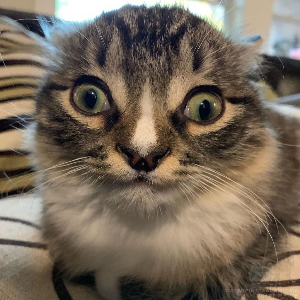 “This might be my human mom’s favorite picture of me e