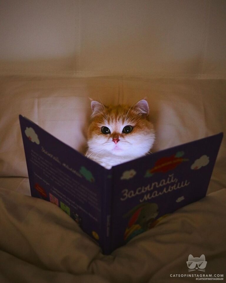 Cute Cat Moment