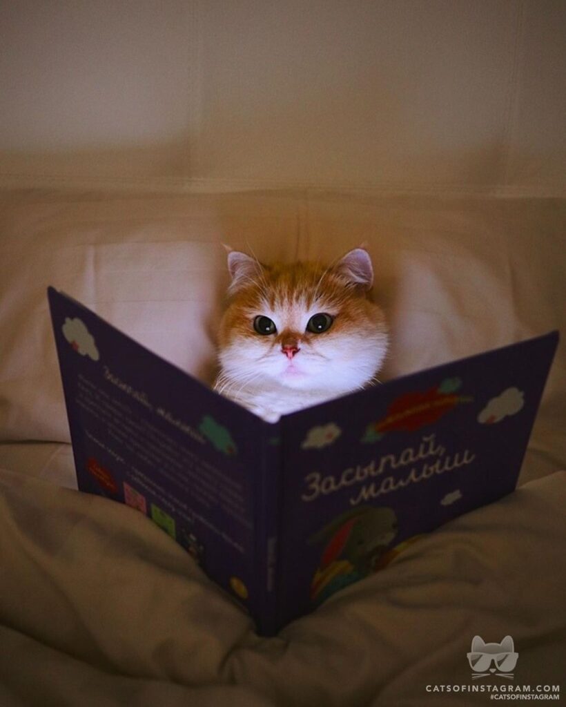 Cute Cat Moment