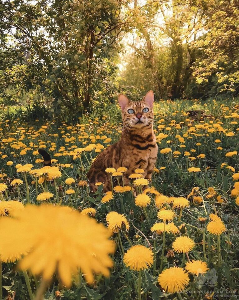Dandelion