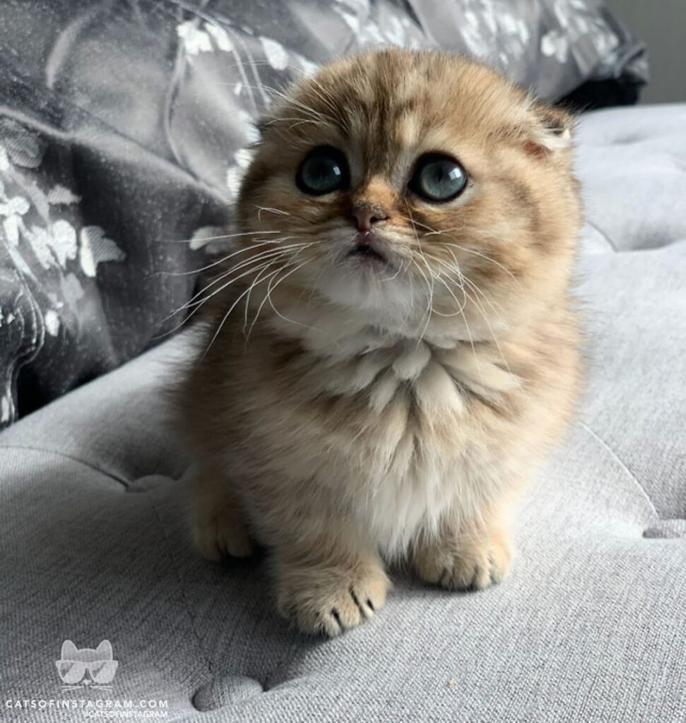 Feelin’ extra fluffy