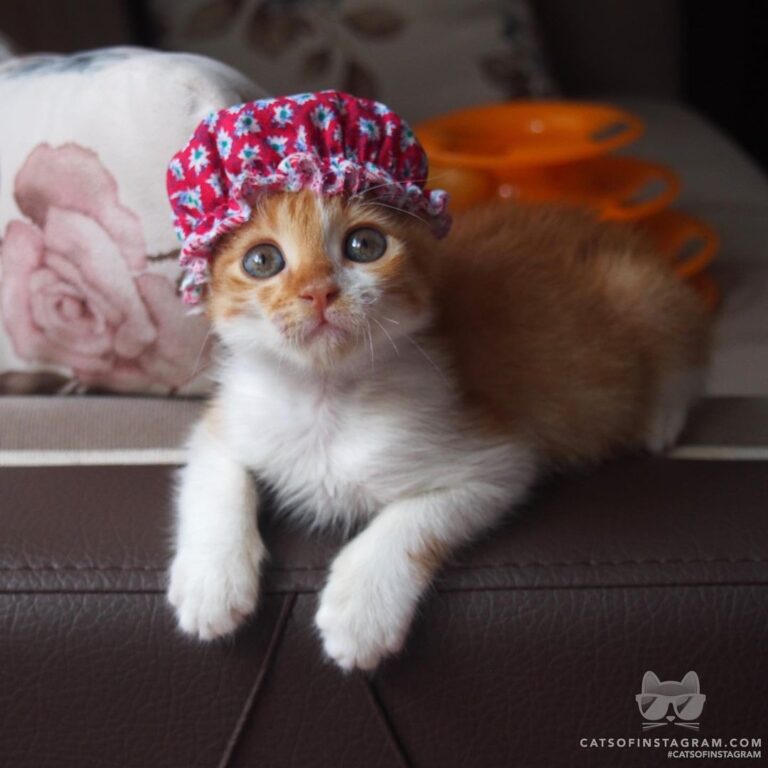 Grandmacat