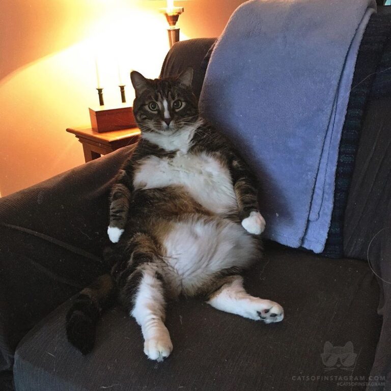 TGIF! jk I’m a cat, every day is Friday.