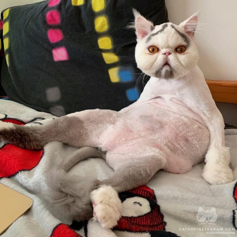 Looking good, feline better.