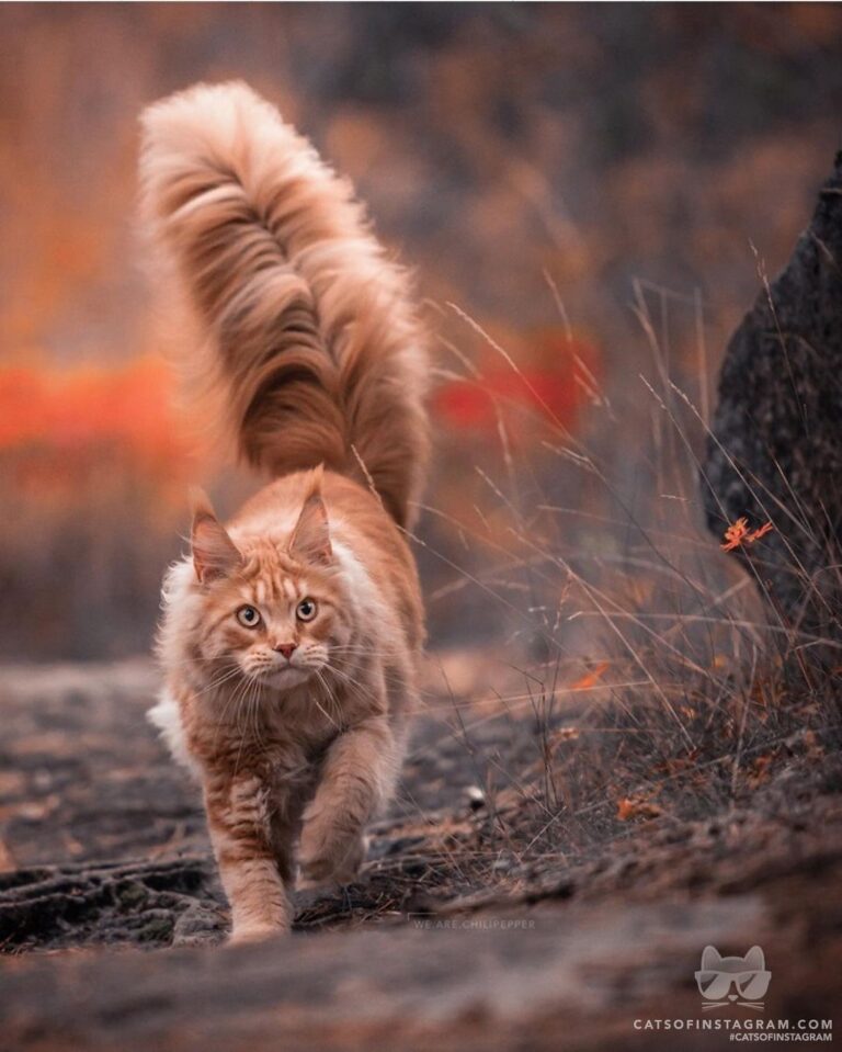 I’m here for the fluffy butt challenge!