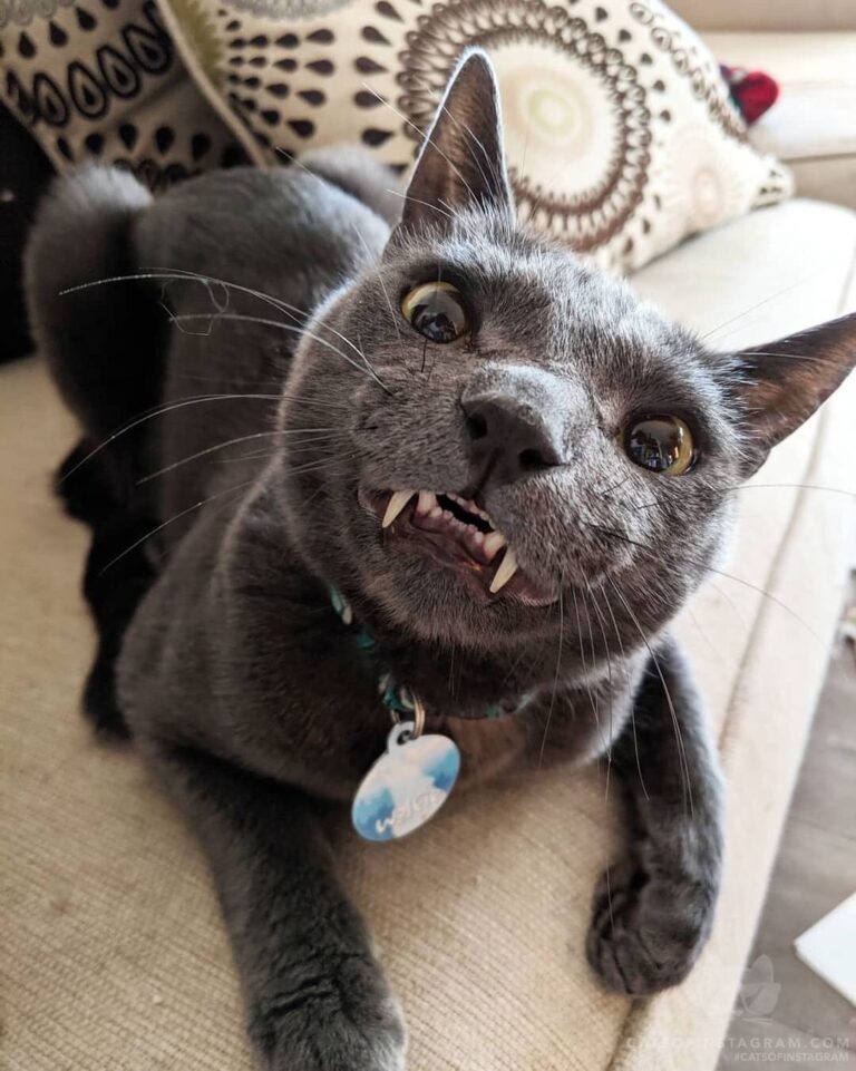 Any churus for da Woofies?