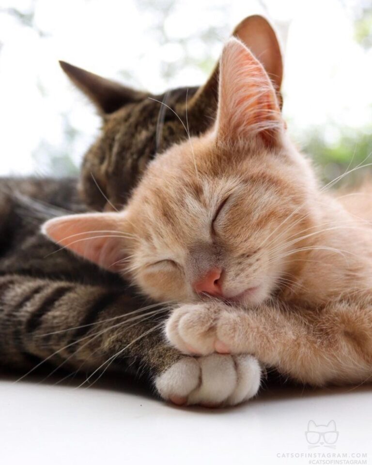 Best Buddies
