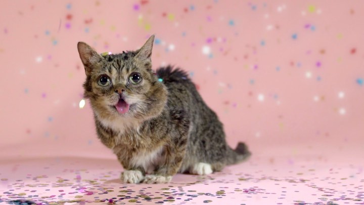@iamlilbub: BUB’s celebrating Adopt a Shelter Cat Month (and her