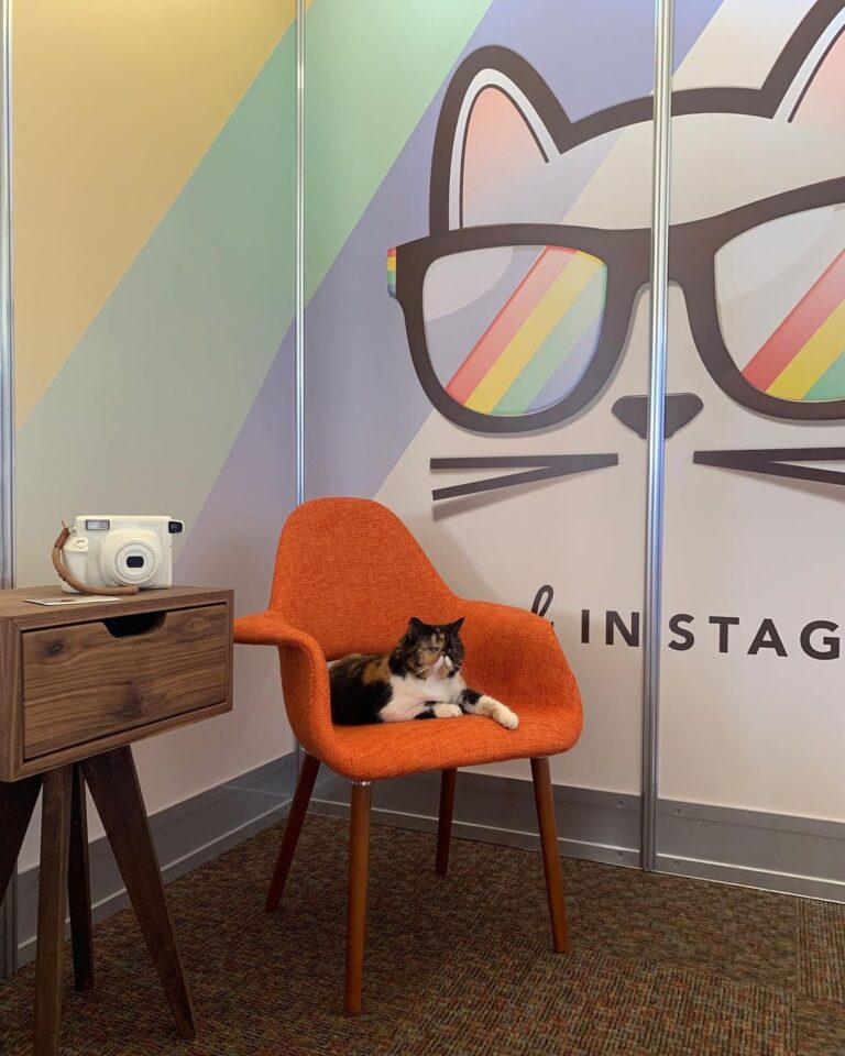 @pudgethecat helped us set up our booth for @catconworldwide today To