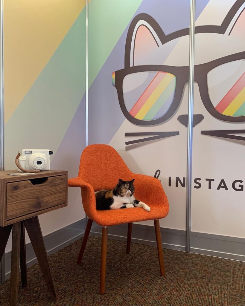 @pudgethecat helped us set up our booth for @catconworldwide today To