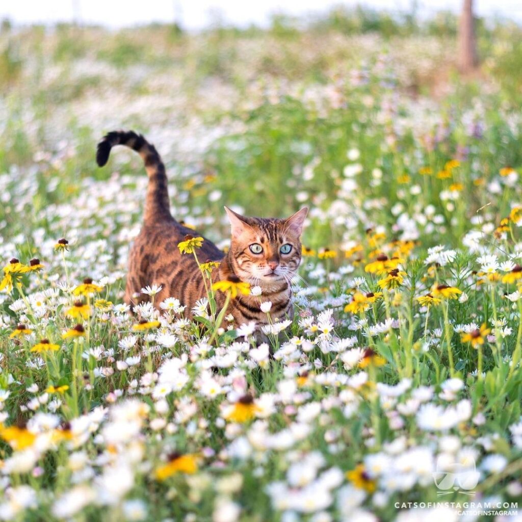 Happiness blooms in a field of daisies.
