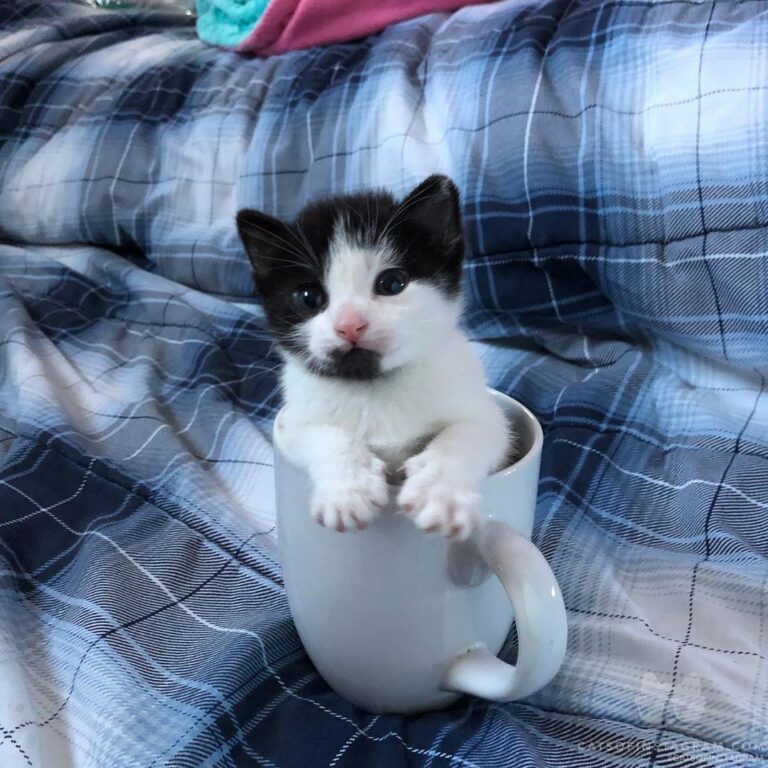Would anyone like a cup of kitten?