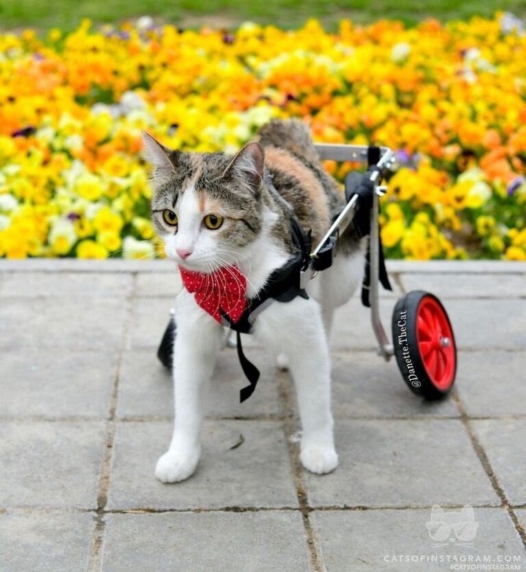 “Hi,my Name is Danette,i’m a handicapped kitty with only 2
