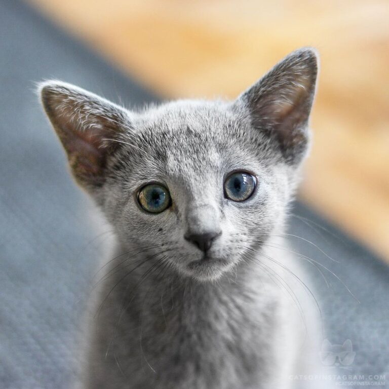 Little Yoda