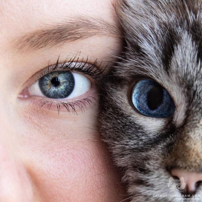 “If you don’t believe cats have souls, you never looked into