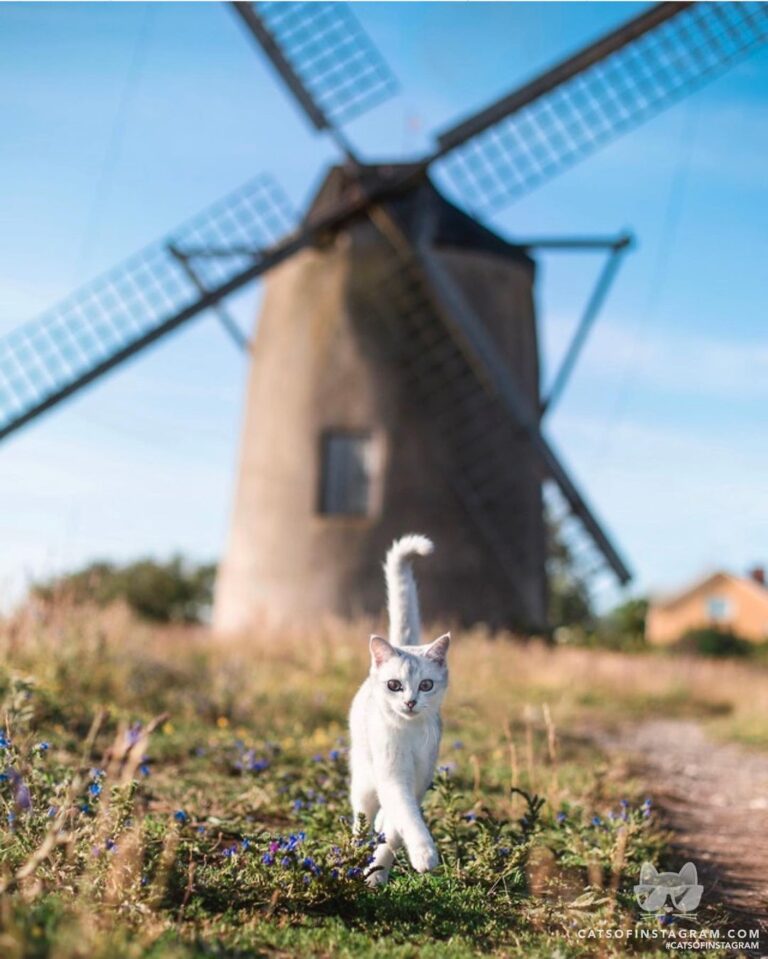 “Summer days in the spirit of the explorer. I have heard th