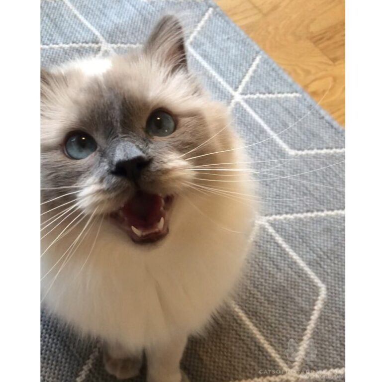 A treat a day, keeps the scratches away