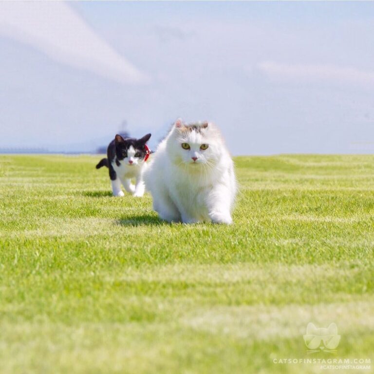 Cute Cat Moment