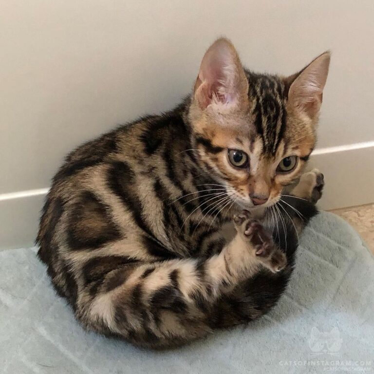 & @annie__eller: “Sushi @ 2 months, practicing his sushi roll