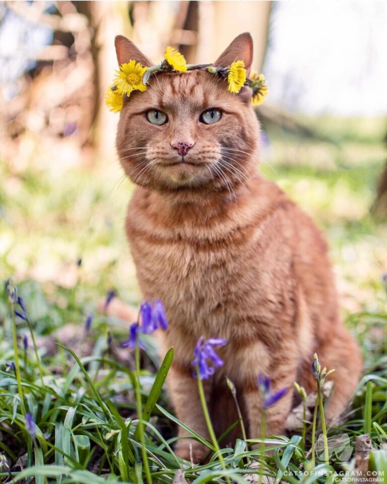 A rare dandy-lion spotted amongst the bluebells