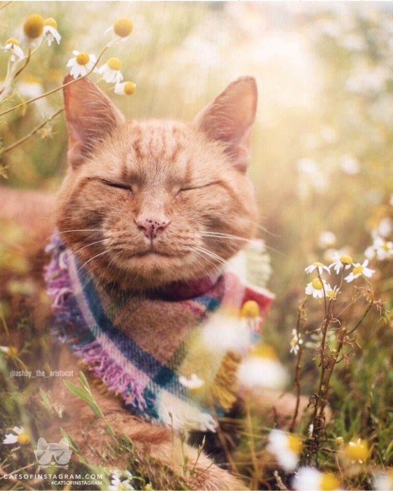 You are my sunshine, my only sunshine ”