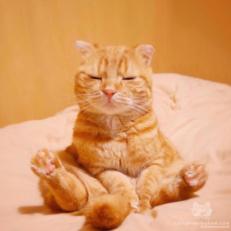 I practice yoga every day.