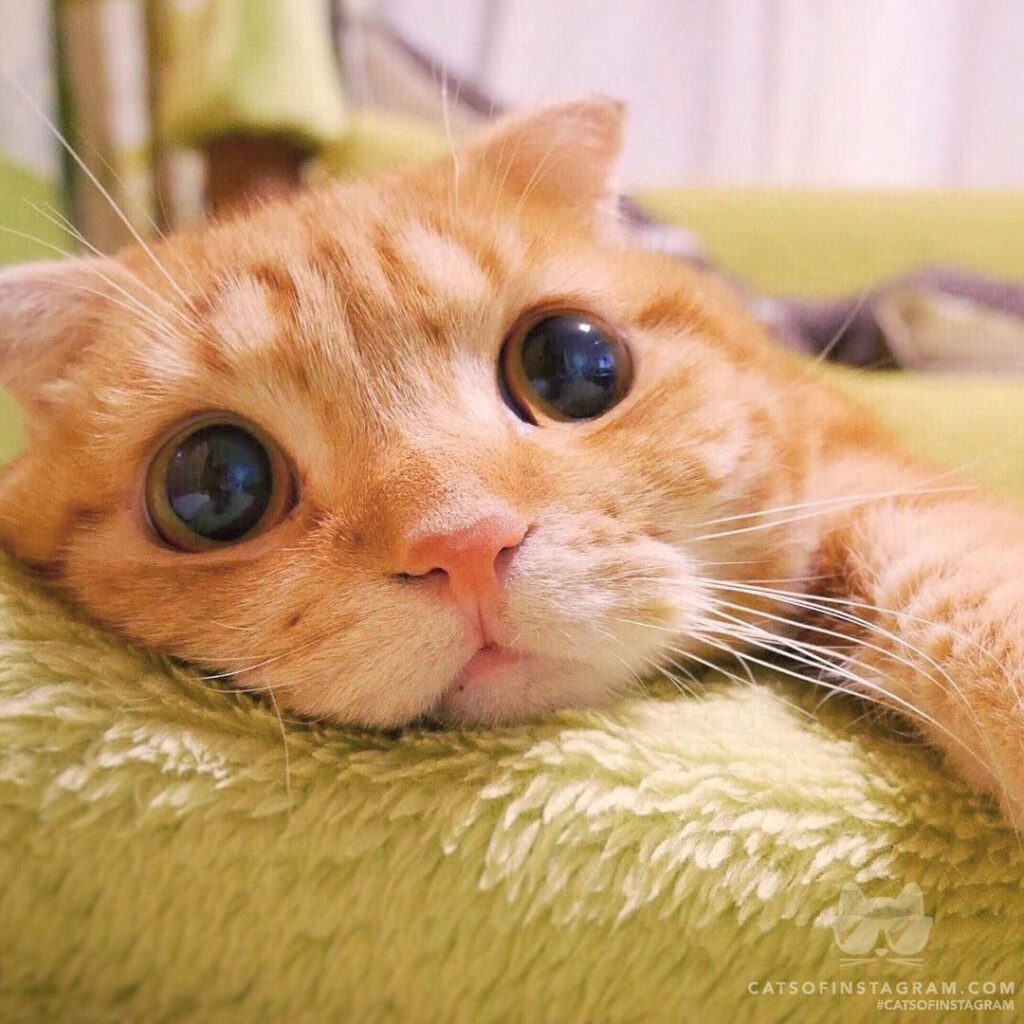 Why Do Cats Purr?