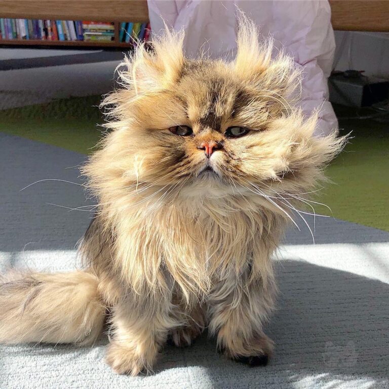 Am I a little kitten or an old man?