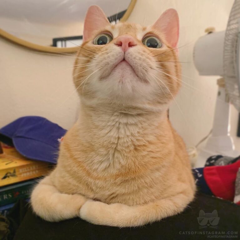 S n o o t