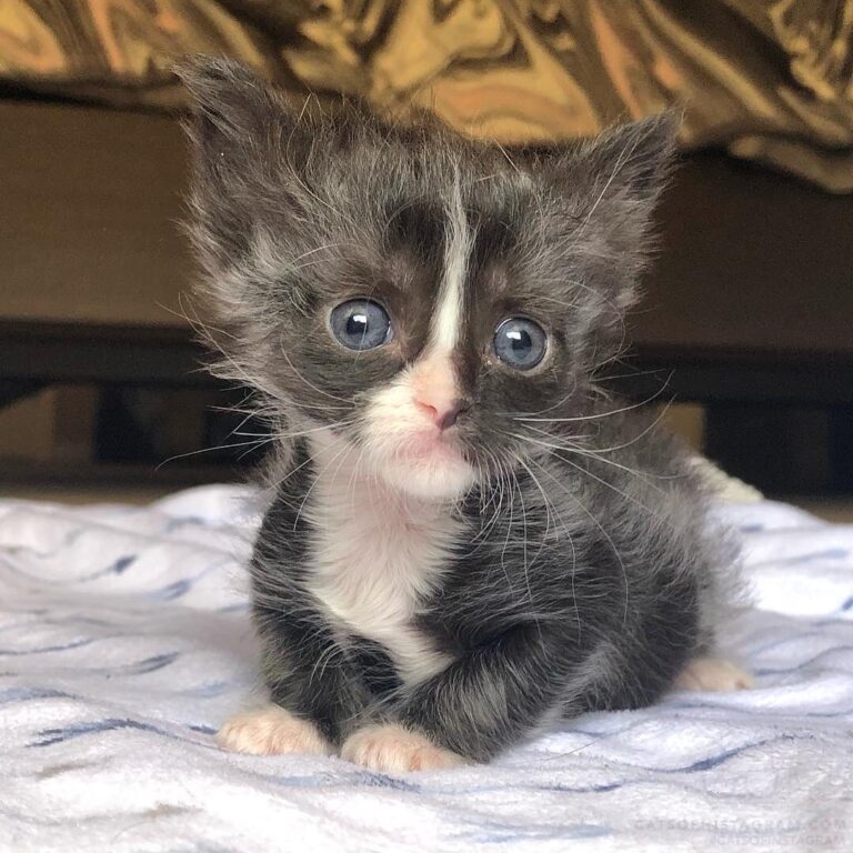 “Atom is just a perfect little bedhead boy. He still l