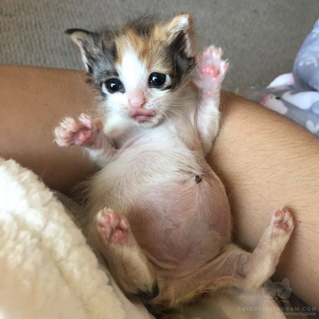 “Cordette in her signature pose: belly out with a tiny