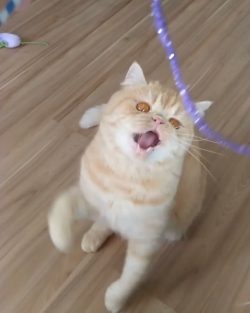 Why Do Cats Have Slit Pupils?