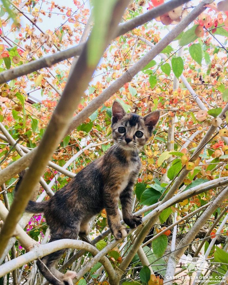 From @brubiriscats: “hello brightness my old friend ” #catsofinstagram #twitterw...