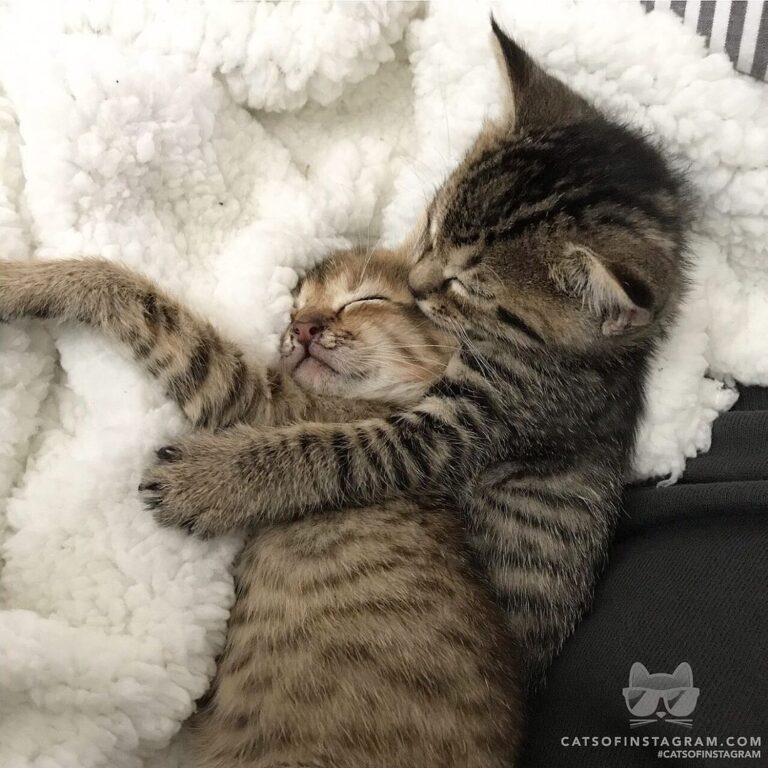 Can this cuddle puddle get any cuter?!?!