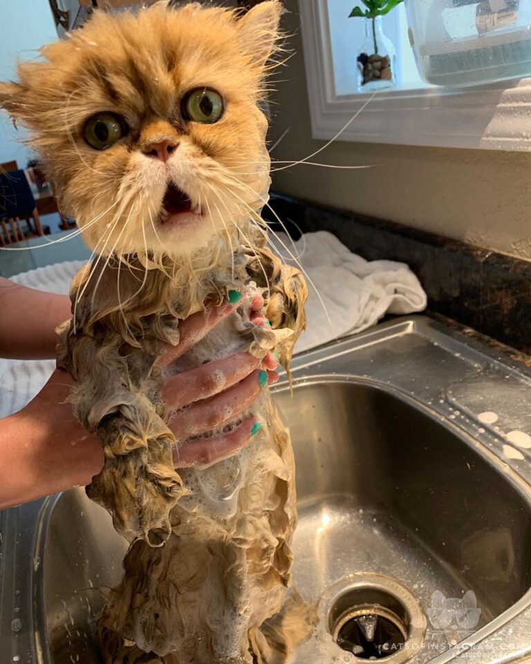 “”Nooo! Send Help! I need a cleansing!” Disclaimer: I ju