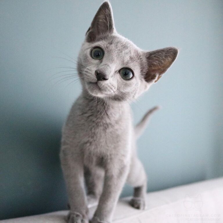 Looking for attention